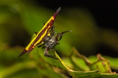 Jewel Spider or Spiny Spider (Austracantha minax), Wet Tropics World Heritage area, Queensland, Australia