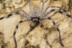 Grey Huntsman Spider  (Isopeda vasta) waiting in ambush pose at night on paperbark tree  Muttaburra Queensland  Australia