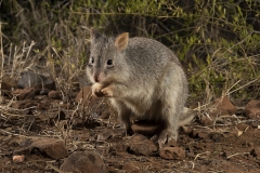 Rufous Bettong  (Aepyprymnus rufescens) active at night in dry woodland.  Porcupine Gorge NP Queensland  Australia