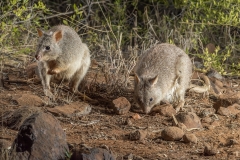 Rufous Bettong  (Aepyprymnus rufescens) active at night in dry woodland.  Porcupine Gorge NP Queensland  Australia
