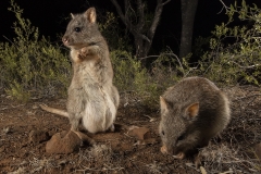 Rufous Bettong  (Aepyprymnus rufescens) active at night in dry woodland. Standing animal is a female with large pouch young  Porcupine Gorge NP Queensland  Australia