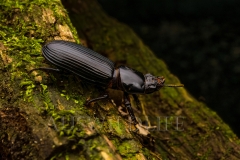 Bess Beetle  (Pharochilus punctiger). One of the only groups of beetles that communicates with other colony members as well as their grubs and also feeds them..  Cunningham's Gap, Queensland  Australia.  Cons. Status:  nil
