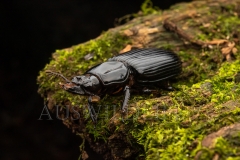 Bess Beetle  (Pharochilus punctiger). One of the only groups of beetles that communicates with other colony members as well as their grubs and also feeds them..  Cunningham's Gap, Queensland  Australia.  Cons. Status:  nil