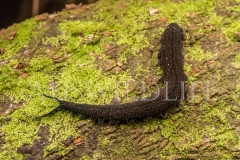 Velvet Worm  (Phyla Onychophora). Hunting on a wet log at night. A body form that has remained the same for the last 500 Million Years..  Cunningham's Gap, Queensland  Australia.  Cons. Status:  nil