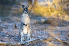 Bridled Nailtail Wallaby  (Onychogalea fraenata). .  Avocet Nature Reserve, Queensland  Australia.  Cons. Status:  Endangered