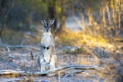 Bridled Nailtail Wallaby  (Onychogalea fraenata). .  Avocet Nature Reserve, Queensland  Australia.  Cons. Status:  Endangered
