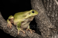 Green Tree Frog  (Litoria caerulea). Sit ans wait hunter for unsuspecting insects.  Emerald, Queensland  Australia.  Cons. Status: