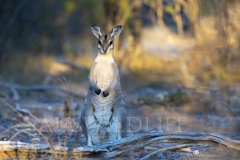 Bridled Nailtail Wallaby  (Onychogalea fraenata). .  Avocet Nature Reserve, Queensland  Australia.  Cons. Status:  Endangered