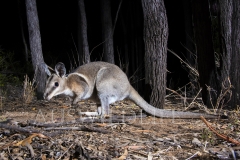 Bridled Nailtail Wallaby  (Onychogalea fraenata). .  Avocet Nature Reserve, Queensland  Australia.  Cons. Status:  Endangered