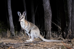 Bridled Nailtail Wallaby  (Onychogalea fraenata). .  Avocet Nature Reserve, Queensland  Australia.  Cons. Status:  Endangered
