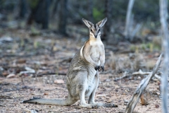 Bridled Nailtail Wallaby  (Onychogalea fraenata). .  Avocet Nature Reserve, Queensland  Australia.  Cons. Status:  Endangered