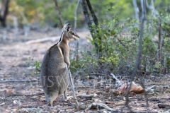 Bridled Nailtail Wallaby  (Onychogalea fraenata). .  Avocet Nature Reserve, Queensland  Australia.  Cons. Status:  Endangered
