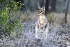 Bridled Nailtail Wallaby  (Onychogalea fraenata). .  Avocet Nature Reserve, Queensland  Australia.  Cons. Status:  Endangered