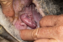 Bridled Nailtail Wallaby  (Onychogalea fraenata). pouch young.  Avocet Nature Reserve, Queensland  Australia.  Cons. Status:  Endangered