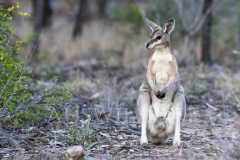 Bridled Nailtail Wallaby  (Onychogalea fraenata). .  Avocet Nature Reserve, Queensland  Australia.  Cons. Status:  Endangered