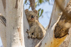 Koala  (Phascolarctos cinereus). Resting during the day in large eucalypt tree.  Goonderoo Nature Reserve (Bush Heritage), Queensland  Australia.  Cons. Status:  Endangered