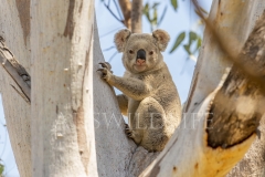 Koala  (Phascolarctos cinereus). Resting during the day in large eucalypt tree.  Goonderoo Nature Reserve (Bush Heritage), Queensland  Australia.  Cons. Status:  Endangered