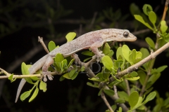 Tree Dtella  (Gehyra dubia). at nigh in low vegetation.  Avocet Nature Reserve, Queensland  Australia.  Cons. Status:  Nil