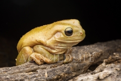 Green Tree Frog  (Litoria caerulea). Sit ans wait hunter for unsuspecting insects.  Goonderoo Nature Reserve (Bush Heritage), Queensland  Australia.  Cons. Status:  Nil