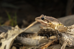 Braod-palmed Rocket Frog  (Litoria latopalmata). at night near creek.  Taroom, Queensland  Australia.  Cons. Status:  Nil