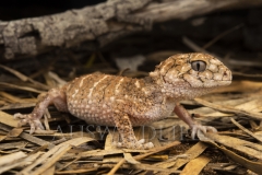 Prickly Knob-tailed Gecko  (Nephrurus asper). hunting at night.  Goonderoo Nature Reserve (Bush Heritage), Queensland  Australia.  Cons. Status:  Nil