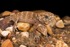 Prickly Knob-tailed Gecko  (Nephrurus asper). hunting at night.  Goonderoo Nature Reserve (Bush Heritage), Queensland  Australia.  Cons. Status:  Nil