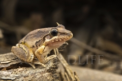 Braod-palmed Rocket Frog  (Litoria latopalmata). at night near creek.  Taroom, Queensland  Australia.  Cons. Status:  Nil