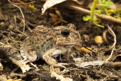 Ornate Burrowing Frog  (Platyplectrum ornatum). at night in creek bed.  Taroom, Queensland  Australia.  Cons. Status:  Nil