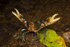 Lamington Spiny Crayfish  (Euastacus sulcatus). in shallow running stream.  Cunningham's Gap, Queensland  Australia.  Cons. Status:  Vulnerable (IUCN)