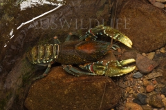 Lamington Spiny Crayfish  (Euastacus sulcatus). in shallow running stream.  Cunningham's Gap, Queensland  Australia.  Cons. Status:  Vulnerable (IUCN)