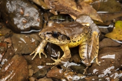 fleay's Barred Frog  (Mixophyes fleayi). in shallow running stream.  Cunningham's Gap, Queensland  Australia.  Cons. Status:  Endangered