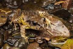 fleay's Barred Frog  (Mixophyes fleayi). in shallow running stream.  Cunningham's Gap, Queensland  Australia.  Cons. Status:  Endangered