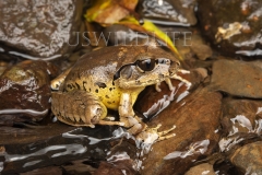 fleay's Barred Frog  (Mixophyes fleayi). in shallow running stream.  Cunningham's Gap, Queensland  Australia.  Cons. Status:  Endangered