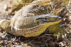 Yellow-spotted Monitor  (Varanus panoptes). Large, terrestrial monitor - sandy, arid habitat..  Epping Forest N.P. Clermont, Queensland  Australia.  Cons. Status:  Nil