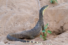 Yellow-spotted Monitor  (Varanus panoptes). Large, terrestrial monitor - standing at burrow entrance..  Epping Forest N.P. Clermont, Queensland  Australia.  Cons. Status:  Nil