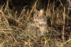 Spectacled Hare Wallaby  (Lagorchestes conspicillatus). foraging at night.  Epping Forest N.P., Clermont, Queensland  Australia.  Cons. Status:  Nil