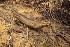 Yakka Skink  (Egernia rugosa). Large, communal skink  that uses communal defecation sites under the shelter of low vegetation..  Epping Forest N.P. Clermont, Queensland  Australia.  Cons. Status:  Vulnerable