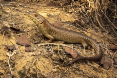 Yakka Skink  (Egernia rugosa). Large, communal skink  that uses communal defecation sites under the shelter of low vegetation..  Epping Forest N.P. Clermont, Queensland  Australia.  Cons. Status:  Vulnerable