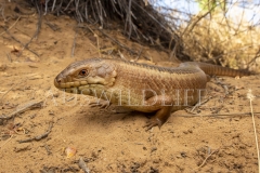 Yakka Skink  (Egernia rugosa). Large, communal skink  that uses communal defecation sites under the shelter of low vegetation..  Epping Forest N.P. Clermont, Queensland  Australia.  Cons. Status:  Vulnerable