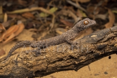 Eastern Spiny-tailed Gecko  (Strophurus williamsi). nocturnal ambush hunter. .  Epping Forest N.P., Clermont, Queensland  Australia.  Cons. Status:  Nil