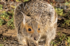Spectacled Hare Wallaby  (Lagorchestes conspicillatus). foraging at night.  Epping Forest N.P., Clermont, Queensland  Australia.  Cons. Status:  Nil
