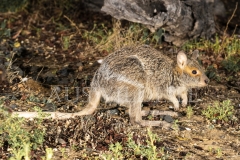 Spectacled Hare Wallaby  (Lagorchestes conspicillatus). foraging at night.  Epping Forest N.P., Clermont, Queensland  Australia.  Cons. Status:  Nil