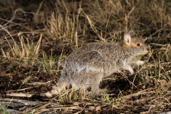 Spectacled Hare Wallaby  (Lagorchestes conspicillatus). foraging at night.  Epping Forest N.P., Clermont, Queensland  Australia.  Cons. Status:  Nil