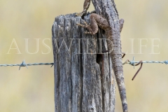 Eastern Bearded Dragon  (Pogona barbata). Sunning and possibly watching for intruders from fence post.  Goonderoo Nature Refuge (Bush Heritage), Queensland  Australia.  Cons. Status:  Nil