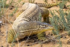 Yellow-spotted Monitor  (Varanus panoptes). Large, terrestrial monitor - sandy, arid habitat..  Epping Forest N.P. Clermont, Queensland  Australia.  Cons. Status:  Nil