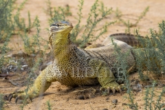 Yellow-spotted Monitor  (Varanus panoptes). Large, terrestrial monitor - sandy, arid habitat..  Epping Forest N.P. Clermont, Queensland  Australia.  Cons. Status:  Nil