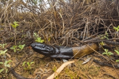 Black-headed Python  (Aspidites melanocephalus). .  Epping Forest N.P., Clermont, Queensland  Australia.  Cons. Status: