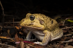 Eastern Snapping Frog  (Cyclorana novaehollandiae). Just emerged afer heavy rain.  Epping Forest N.P., Clermont, Queensland  Australia.  Cons. Status:  Nil