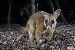 Common Brushtail Possum  (Trichosurus vulpecula). Foraging at night on the ground.  Epping Forest N.P., Clermont, Queensland  Australia.  Cons. Status:  Nil