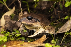 Great Barred Frog  (Mixophyes fasciolatus). At night in creek vegetation.  Cunningham's Gap, Queensland  Australia.  Cons. Status:  Nil